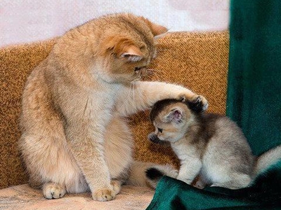 お車の外科医カツノ鈑金トップ写真